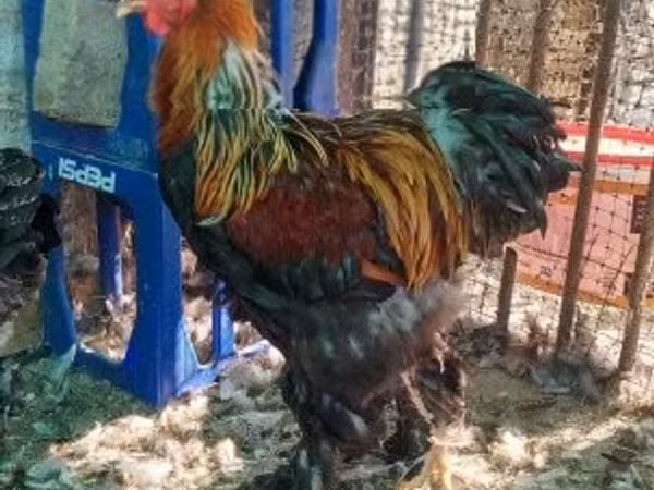 Brahma