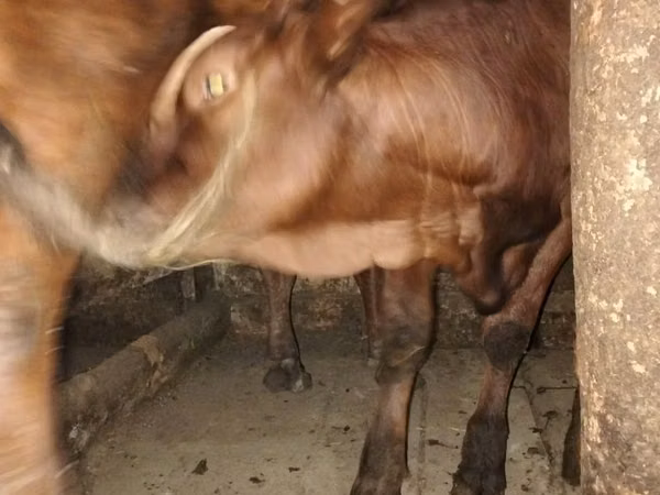 गाय, मवेशी — कज़ाखस्तान