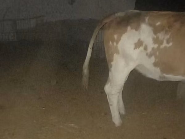 Rinder (Partie, Geschlecht nicht angegeben), Simmental cattle — Usbekistan