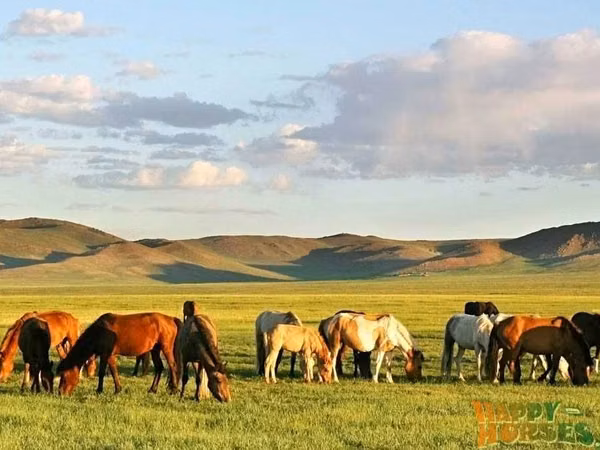 Toychoq, Kazakh horse — Qozogʻiston