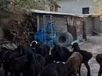 Schafe (Partie, Geschlecht nicht angegeben), Hissar sheep — Foto 2