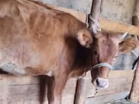 Vaca, Ganado vacuno — foto 2