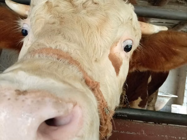 Bulle, Simmental cattle