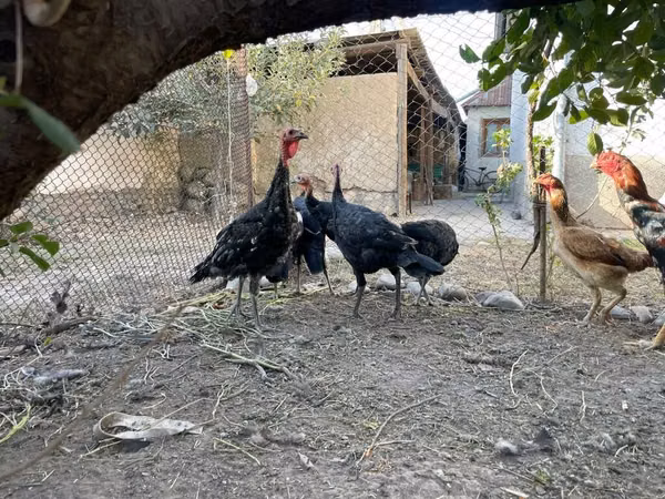Turkeys — Kirgisistan