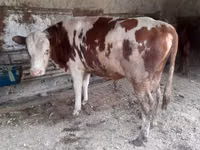 Rinder (Partie, Geschlecht nicht angegeben), Simmental cattle — Foto 1