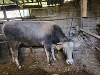 公牛, Swiss cattle — 照片 3