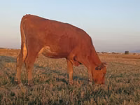 Vaca, Ganado vacuno — foto 7