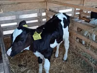 公牛, Holstein breed — 照片 3