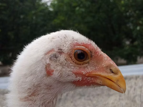 Chickens — Kirgisistan