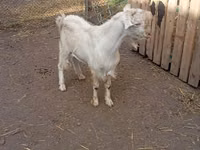 Ziegenbock, Saanen goat — Foto 3