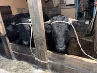 公牛, Aberdeen-Angus — 照片 3