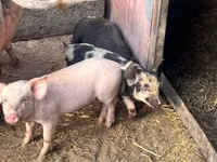 Säue, Schweine — Foto 4