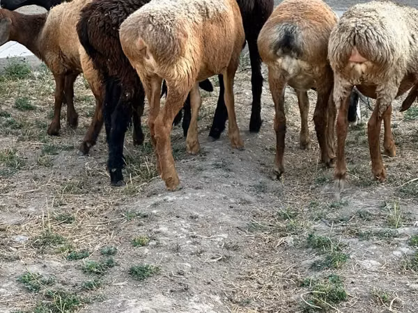 كبش, الأغنام — كازاخستان
