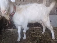 Ziege, Russian White goat — Foto 3