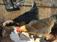 Chickens — photo 1