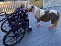 Stute, Miniature horse — Foto 3