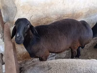 Sheep, Sheep — photo 2