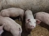 公猪, Pigs — 照片 6