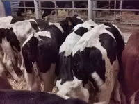 Toro, Russian Black pied cattle — foto 2
