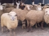 Ram, Sheep — photo 3