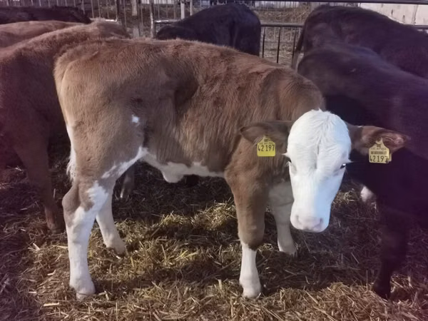 Rinder (Partie, Geschlecht nicht angegeben), Simmental cattle