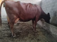 Kuh, Red Estonian cattle — Foto 1