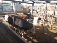Bulle, Simmental cattle — Foto 1