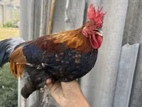 Chickens — Foto 2