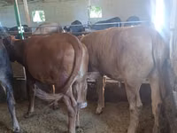 Cow, Alatau breed — photo 1