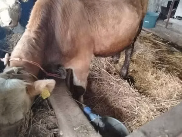 Bulle, Simmental cattle