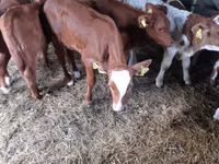 Bovinos (lote, sexo no especificado), Ganado vacuno — foto 3