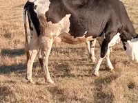 Cow, Latvian Blue cattle — photo 2