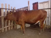 गाय, Latvian Blue cattle — फ़ोटो 1