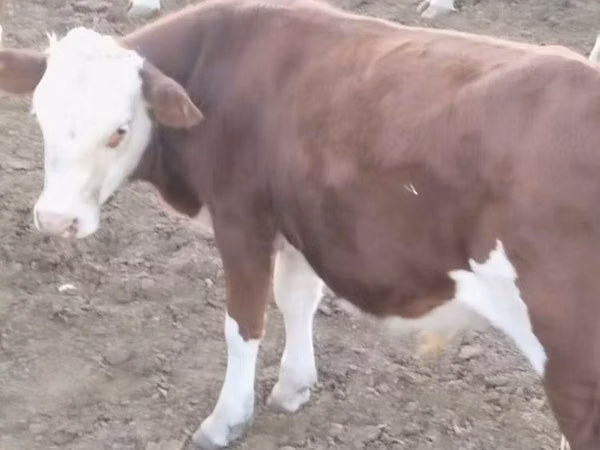 公牛, Kazakh White-headed cow