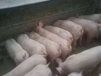 Eber, Schweine — Foto 1