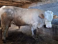 Toro, Simmental cattle — foto 2