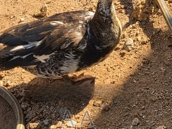 Ducks