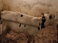 Bulle, Russian Black pied cattle — Foto 2