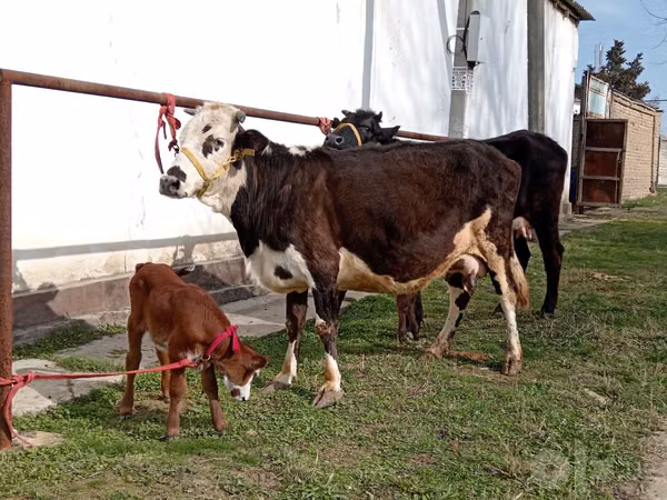 Kuh, Simmental cattle