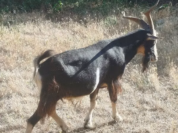 Taka, Saanen goat