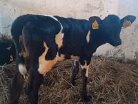 Kuh, Russian Black pied cattle — Foto 1