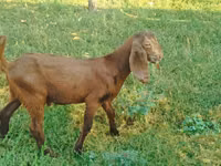 ماعز (دفعة، الجنس غير محدد), Nubian Goat — الصورة 4