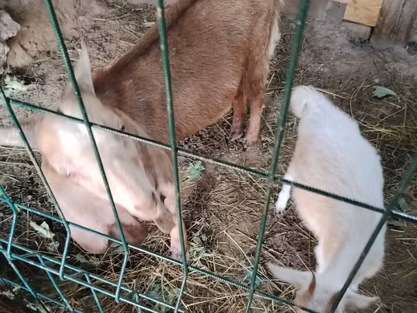 تيس, Nubian Goat — قيرغيزستان