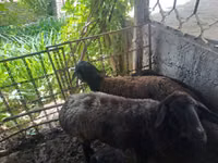 Schafe (Partie, Geschlecht nicht angegeben), Blackheaded Persian sheep — Foto 2