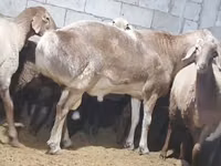 Qoʻchqor, Arashan sheep — 5-rasm
