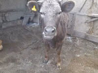 गाय, Swiss cattle — फ़ोटो 2