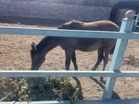 Stute, Horse breed — Foto 3