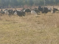 Turkeys — Foto 3