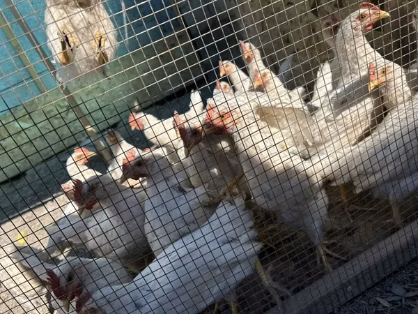 Chickens — Kirgisistan