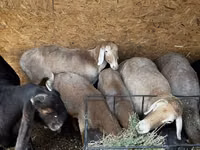 Qoʻy, Arashan sheep — 8-rasm
